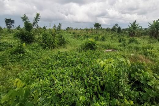 Lena Real Estate - BWANG BAKOKO